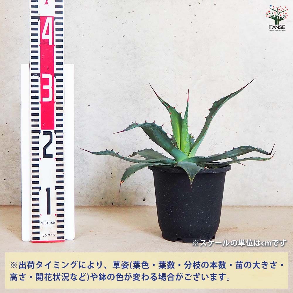 アガベ ワコマヒー 【多肉植物 5号鉢／1個売り】｜ 【植物の
