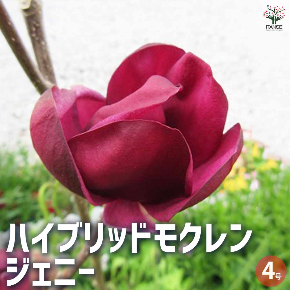 ハイブリッドモクレン ジェニー 【花木苗 4号ロングポット／1個売り