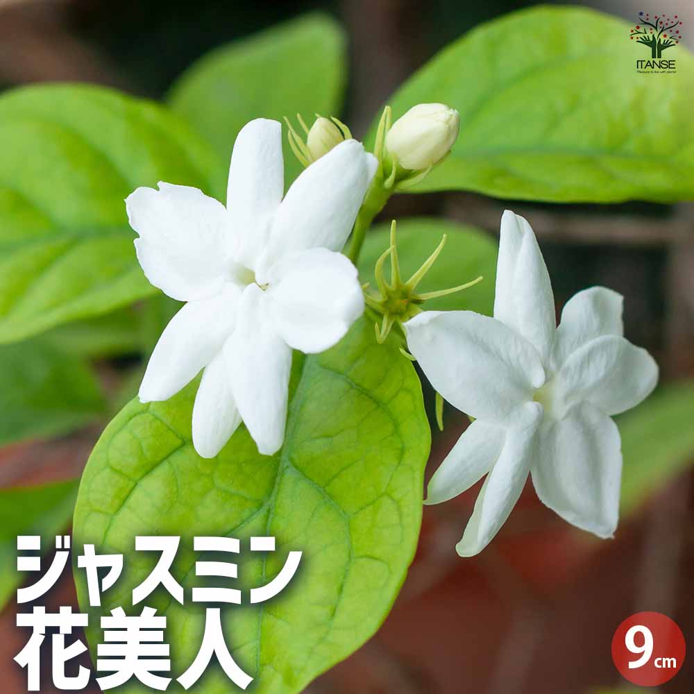 ジャスミン 花美人 【花木苗 9cmポット／お買い得2個セット】｜ 【植物
