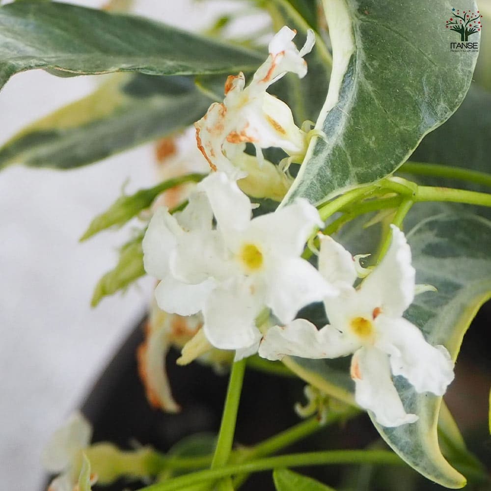 ジャスミン スターフレグランス 【花木苗 5号鉢／1個売り】｜ 【植物の
