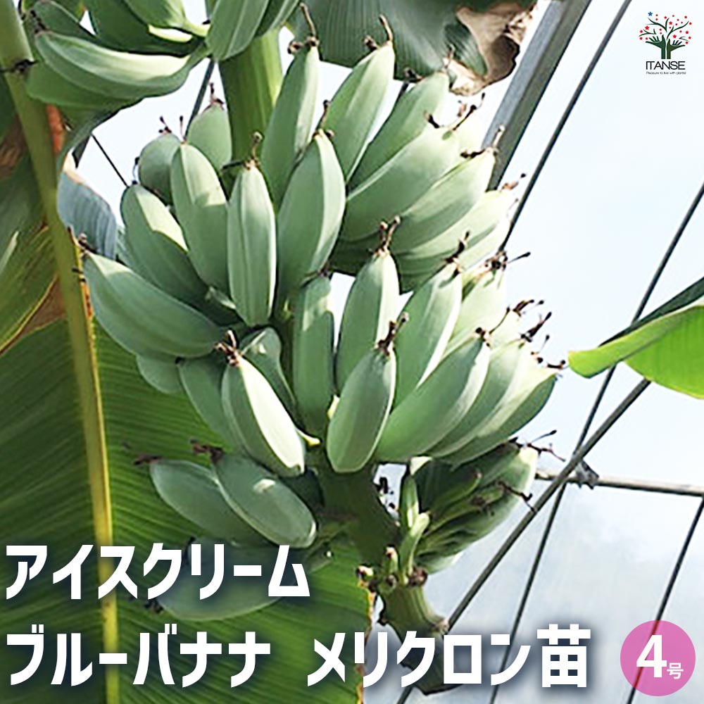 バナナの苗 アイスクリーム ブルーバナナ メリクロン苗 【果樹の苗木 4