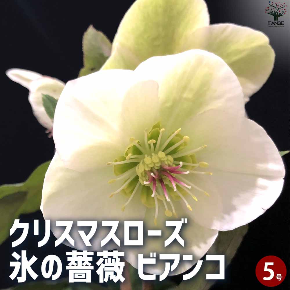 クリスマスローズ 氷の薔薇 ビアンコ 【花苗 5号ポット／1個売り