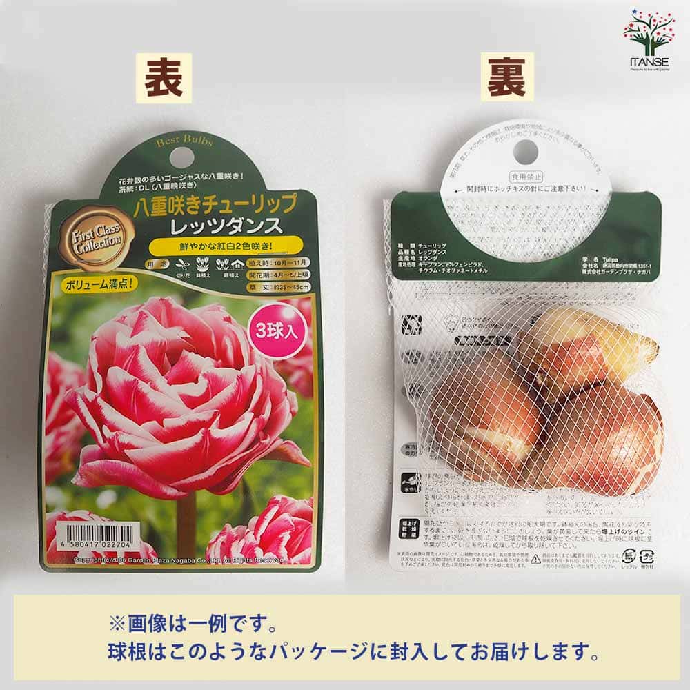 球根 八重咲き水仙 フラワーパレード 【花球根 2球／1個売り