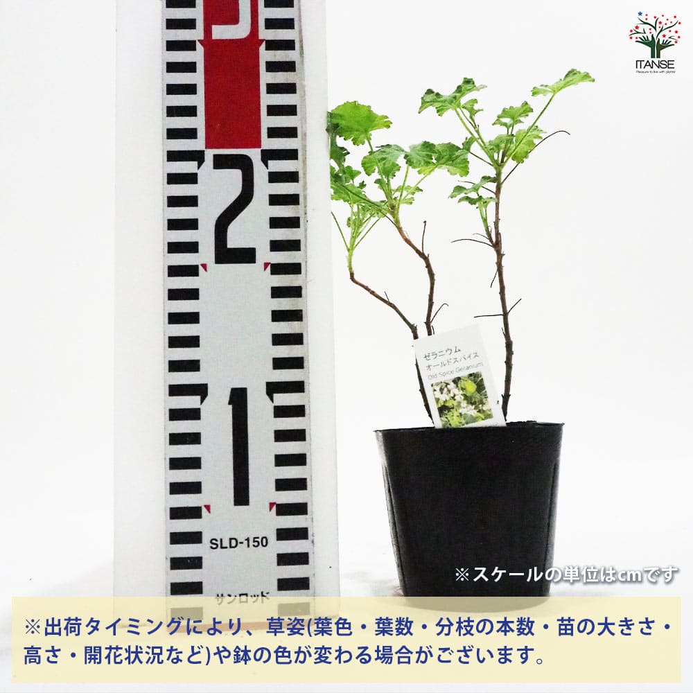 ゼラニウム オールドスパイス 【ハーブの苗 9cmポット】｜ 【植物の