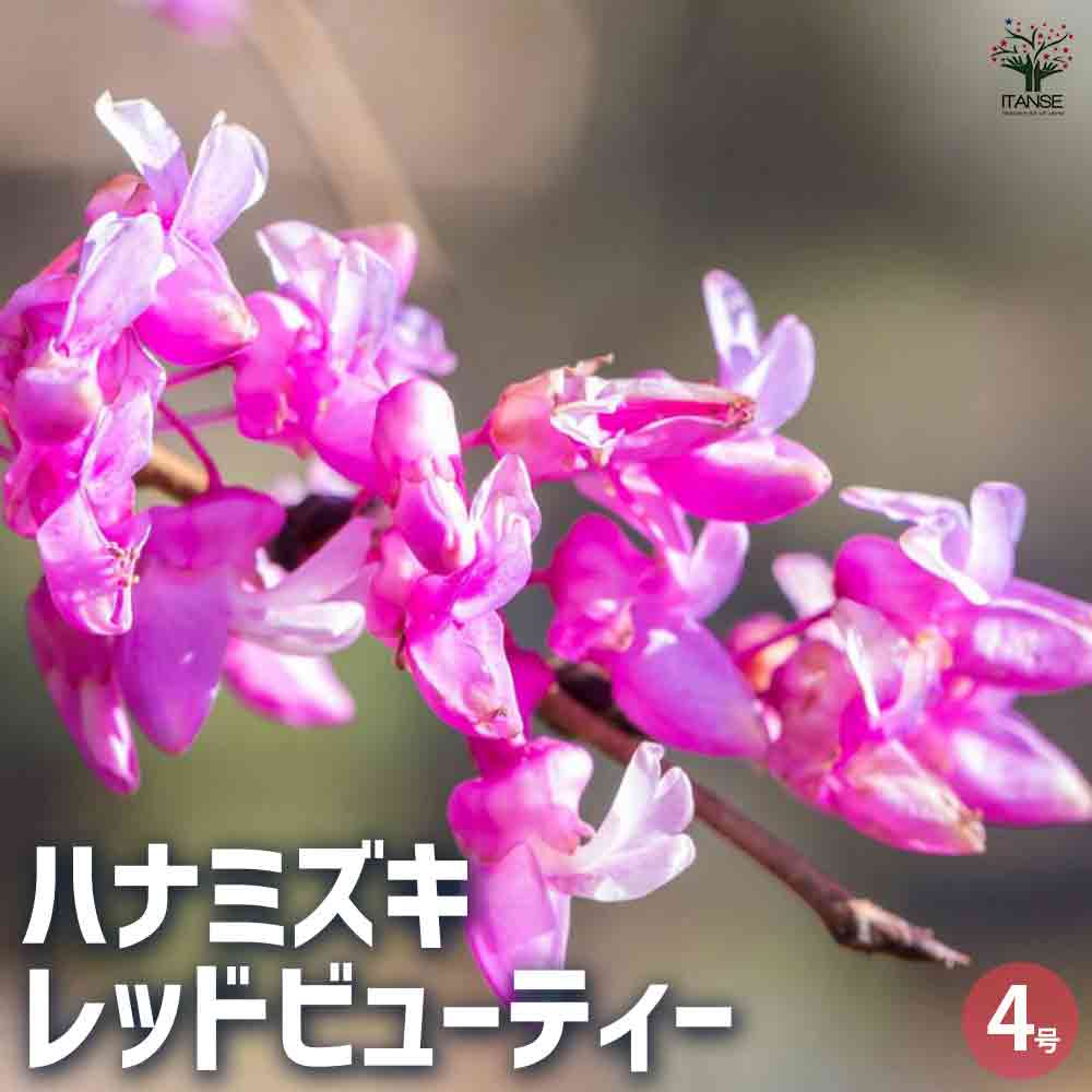 ハナミズキ レッドビューティー 【花木苗 4号 挿し木苗】｜ 【植物の