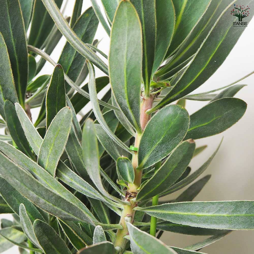 プロテア スペシャルピンクアイス 【花木苗 7号鉢／1個売り】｜ 【植物