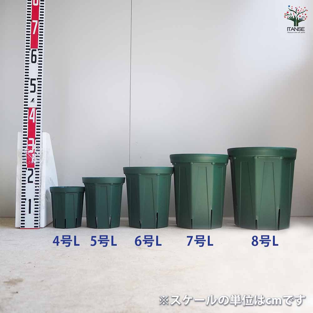 スリット鉢 4～8号ロングセット 【プラ鉢 5種類／各1個】｜ 【植物の