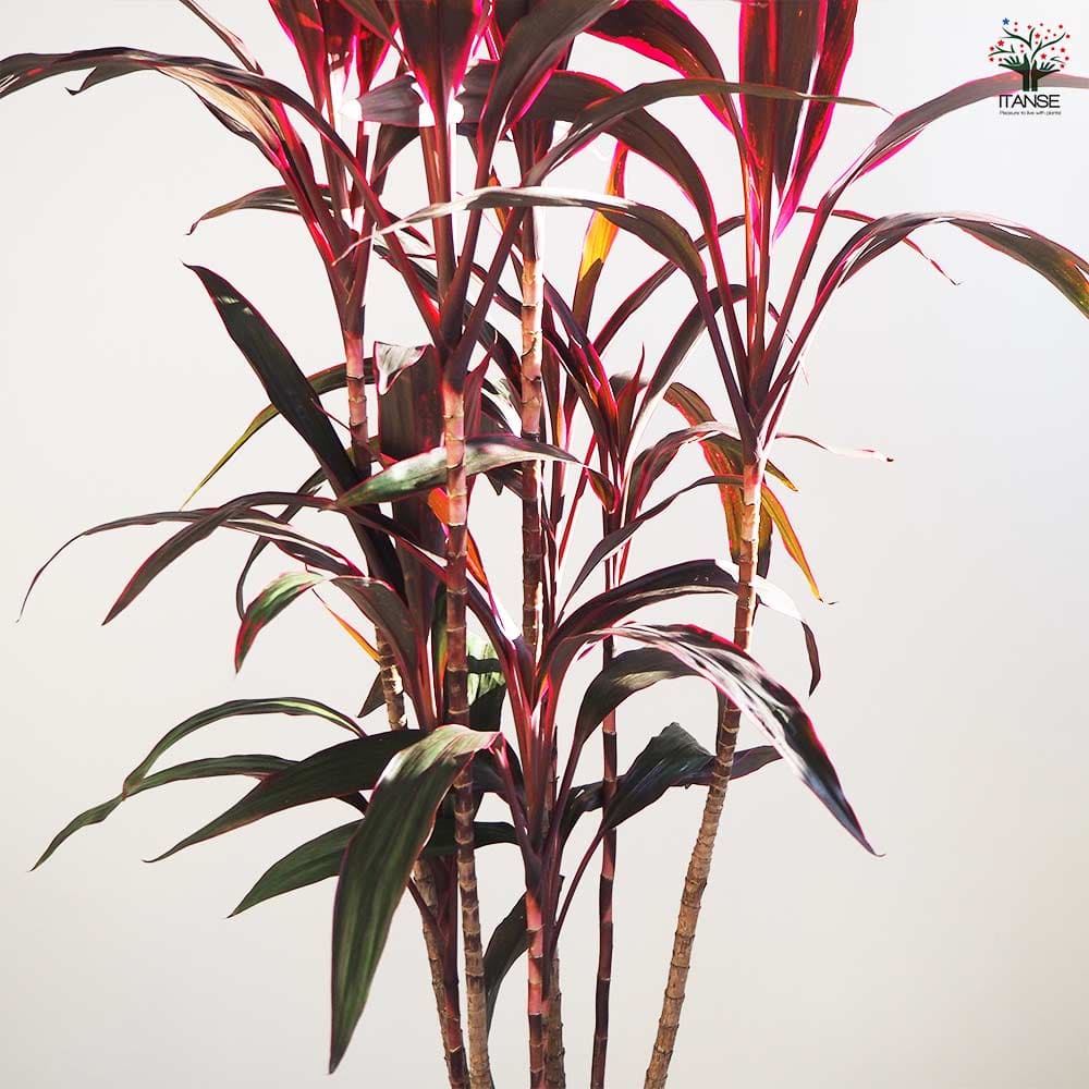 ドラセナ 赤ドラセナ 【観葉植物 8号鉢／1個売り】｜ 【植物の