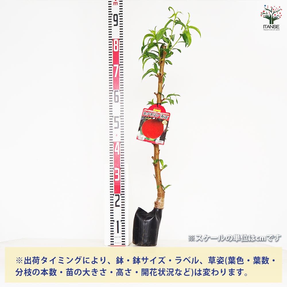 桃の苗木 ネクタリン 秀峰 【果樹の苗木 5号／1個売り】｜ 【植物の