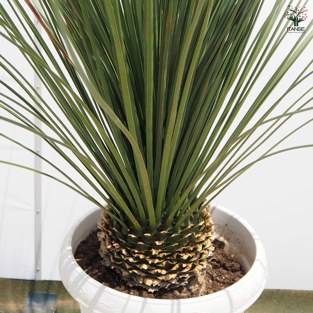 ダシリリオン ロンギッシマム 【多肉植物 13号／1個売り】｜ 【植物の