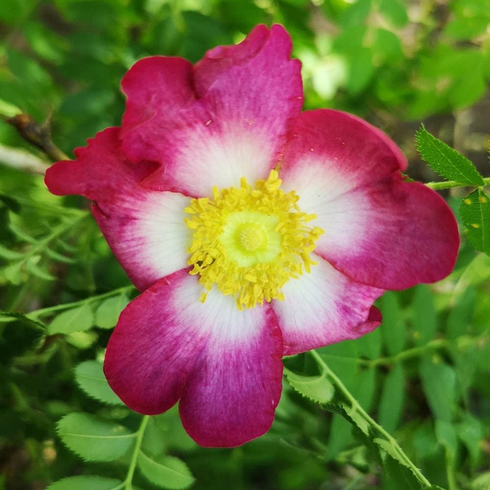 箱根サンショウバラ 日輪 【花木苗 3号】｜ 【植物のITANSE