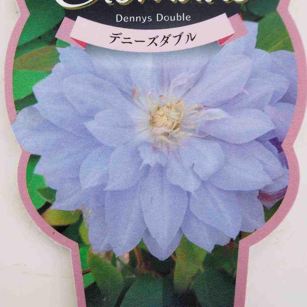 クレマチス デニーズダブル 【花苗 2.5号】｜ 【植物のITANSE
