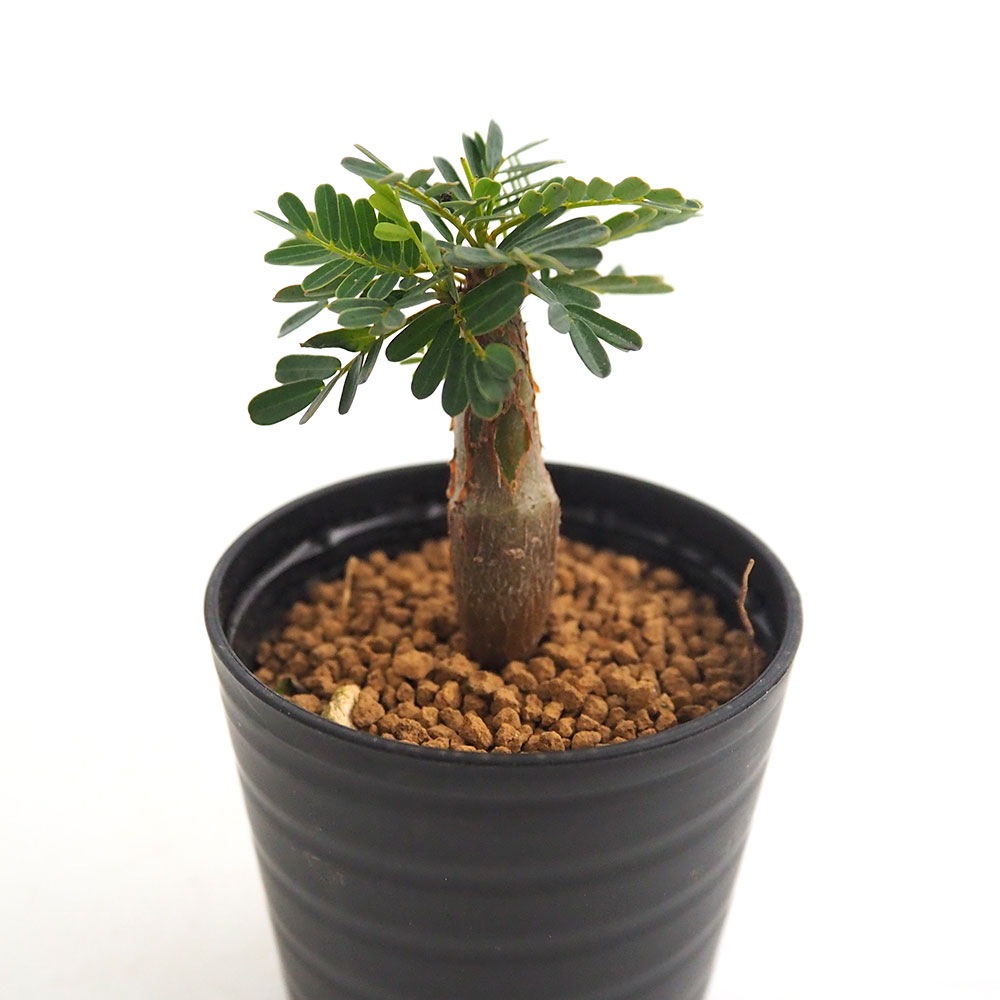 センナ メリディオナリス 【多肉植物 2.5号／1個売り】｜ 【植物の