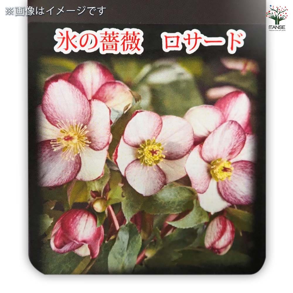 クリスマスローズ 氷の薔薇ロサード 【花苗 5号／1個売り】｜ 【植物の
