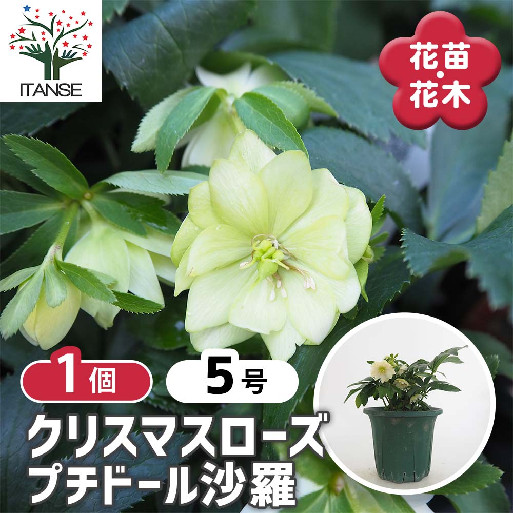 クリスマスローズ プチドール沙羅 【花苗 5号／1個売り】｜ 【植物の