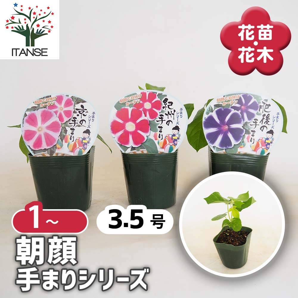 朝顔(アサガオ) 手まりシリーズ【花苗 3.5号】｜ 【植物のITANSE