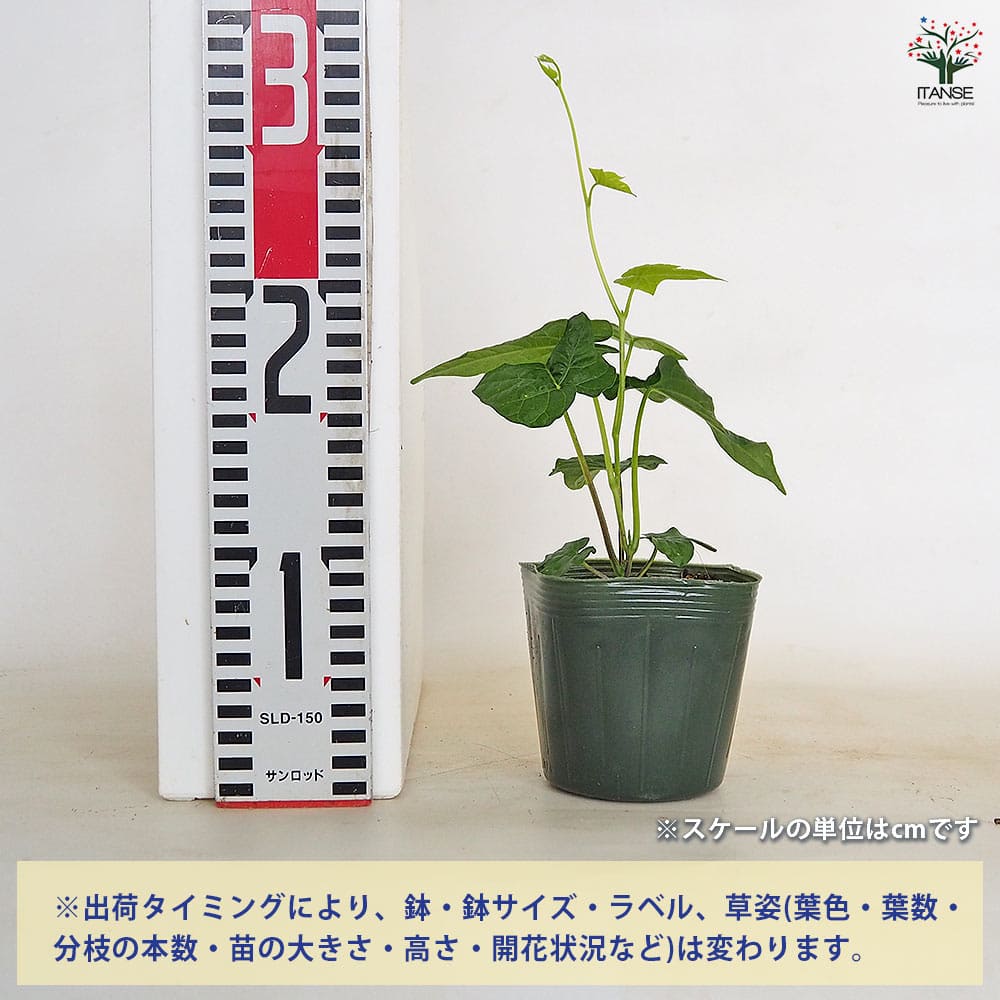 朝顔(アサガオ) かざぐるまシリーズ【花苗 3.5号】｜ 【植物の