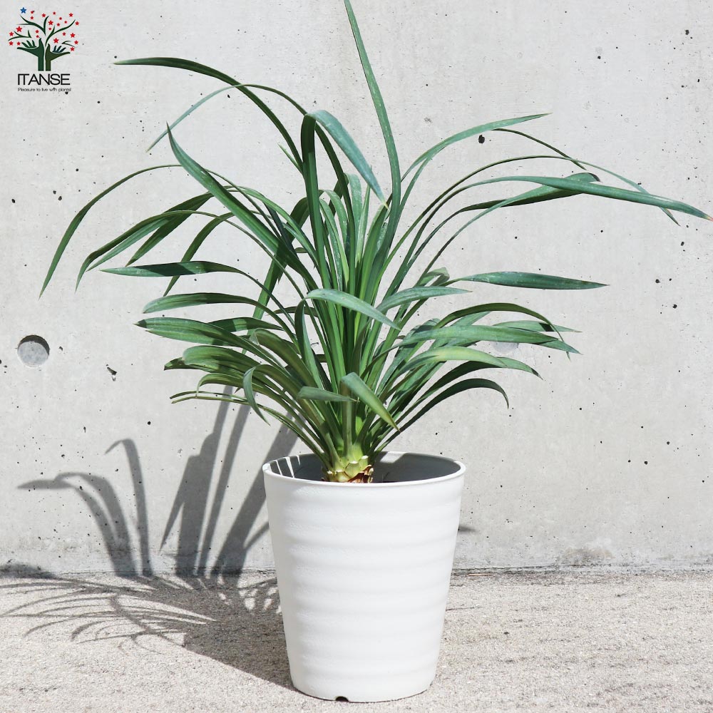 ユッカ・デスメティアーナ【観葉植物 5号鉢(銀緑)／1個売り】｜ 【植物