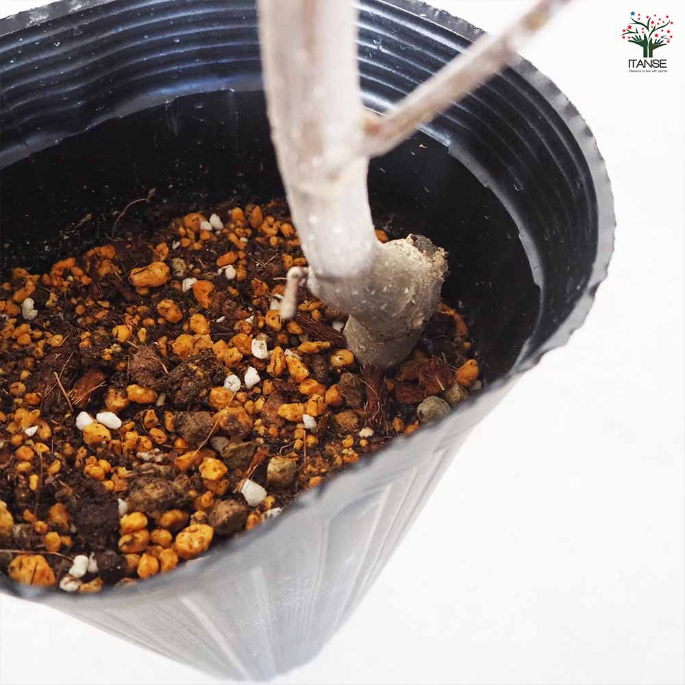 ハイブリッドモクレン ジェニー 【花木苗 4号ロングポット／1個売り