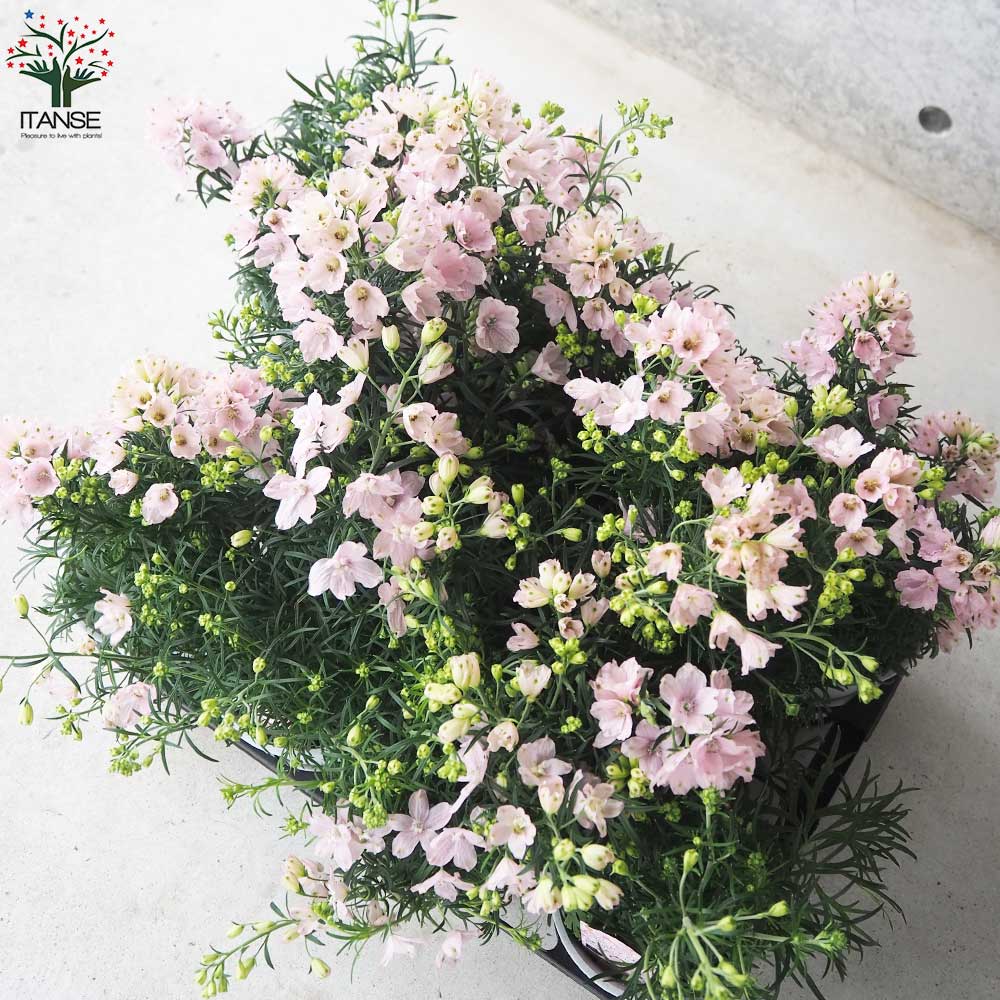 デルフィニウム さくらひめ【花苗 4号ポット】｜ 【植物のITANSE