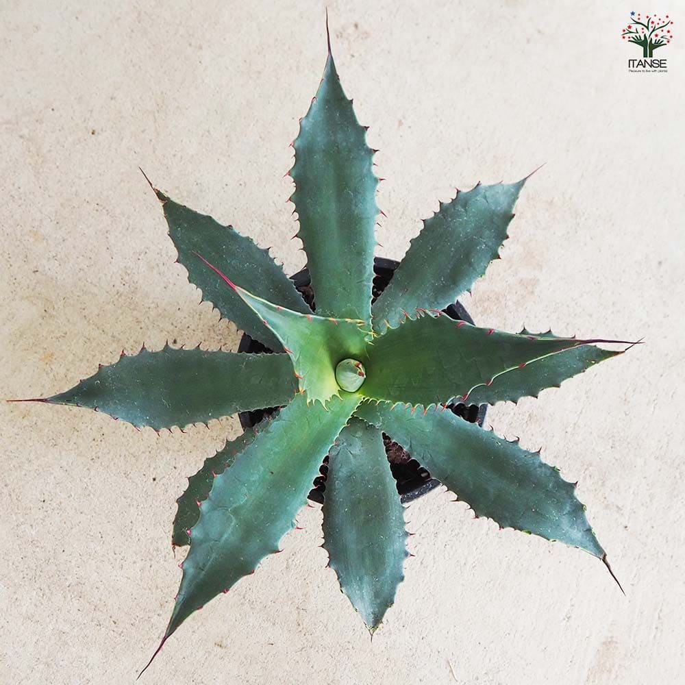 アガベ ワコマヒー 【多肉植物 5号鉢／1個売り】｜ 【植物の