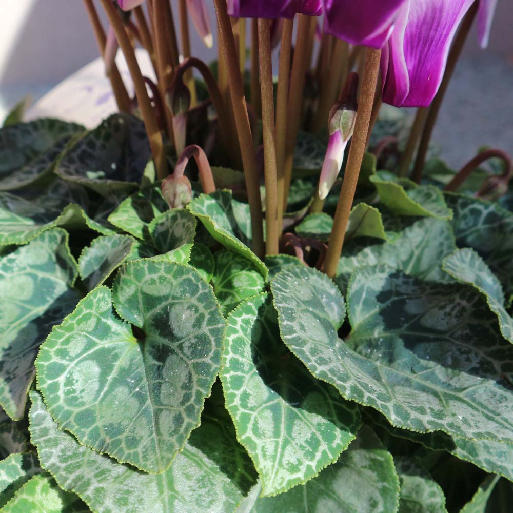 ブルーシクラメン 胡蝶 【開花株 5号 底面給水鉢／1個売り】｜ 【植物