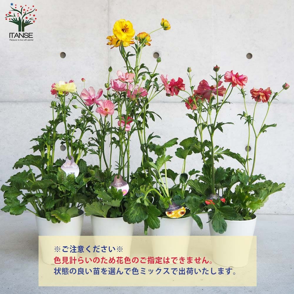 ラナンキュラス ラックス色品種見計い2個～ 【花苗 5号】｜ 【植物の