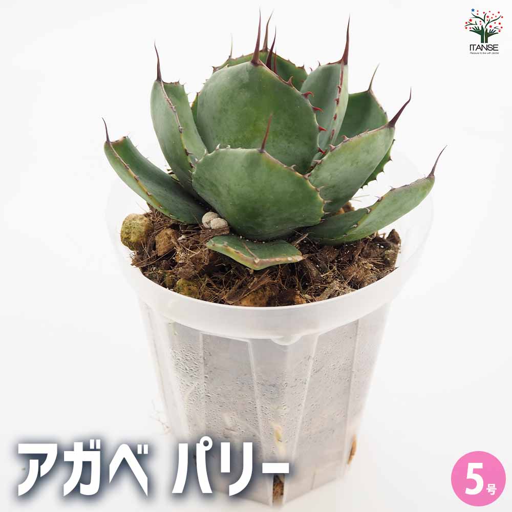 アガベ パリー 【多肉植物 5号／1個売り】｜ 【植物のITANSE