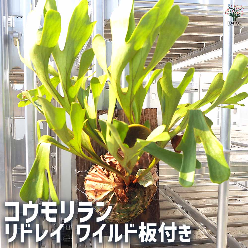 コウモリラン リドレイ ワイルド板付き 【観葉植物 なし／1個売り