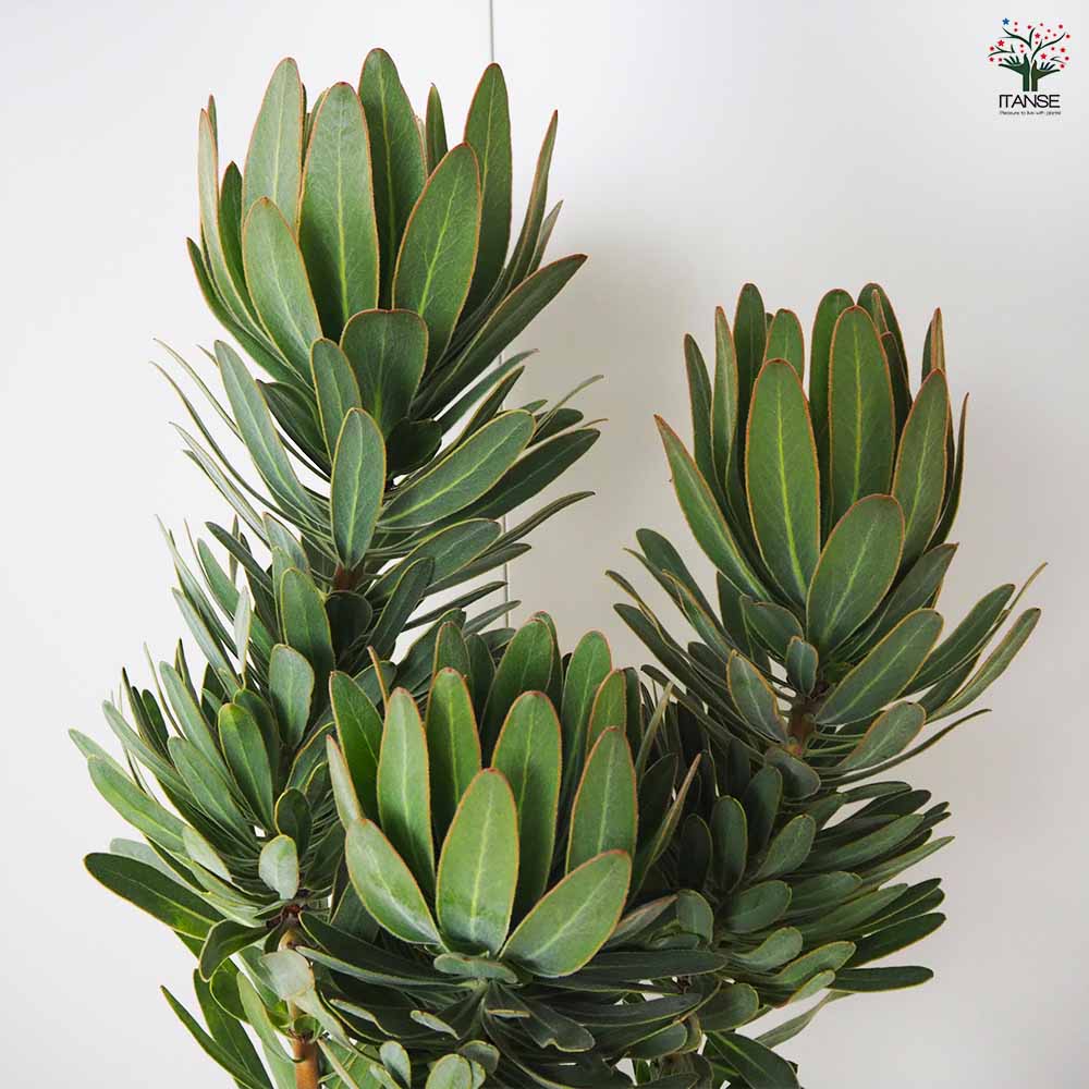 プロテア スペシャルピンクアイス 【花木苗 8号鉢／1個売り】｜ 【植物