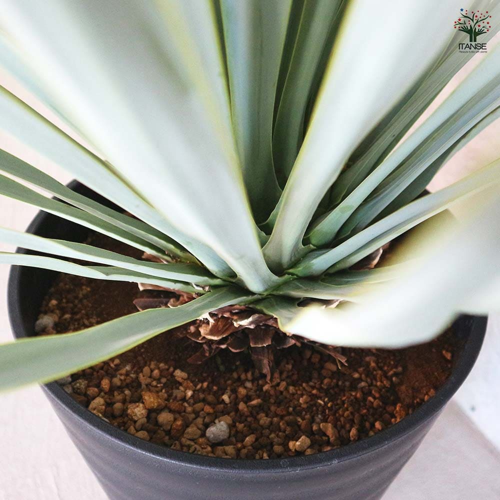 AL1153】ユッカ リギダ 24cm鉢 AL1153】ユッカ リギダ 24cm鉢