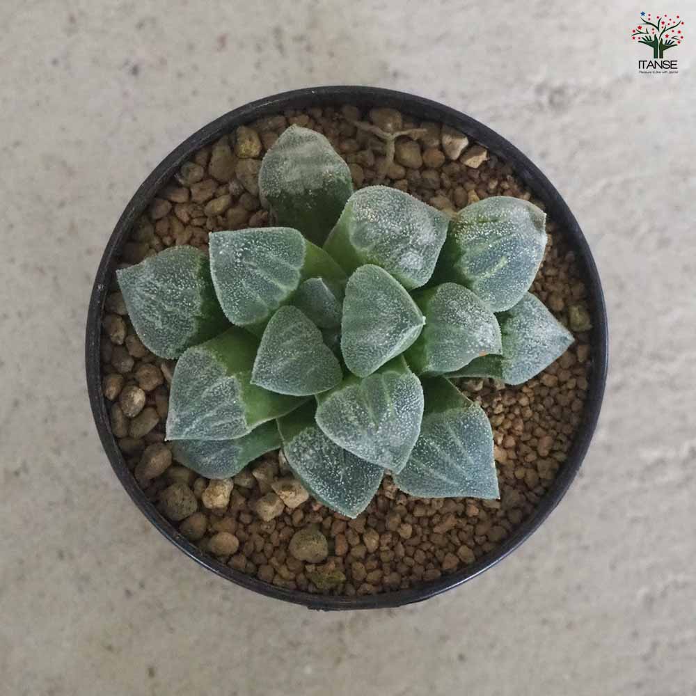 ハオルチア(青) 白魔 【多肉植物 2.5号ポット／1個売り】｜ 【植物の