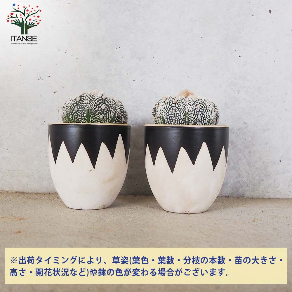 アストロフィツム スーパー兜(カブト)【多肉植物 お洒落な3号陶器鉢／1