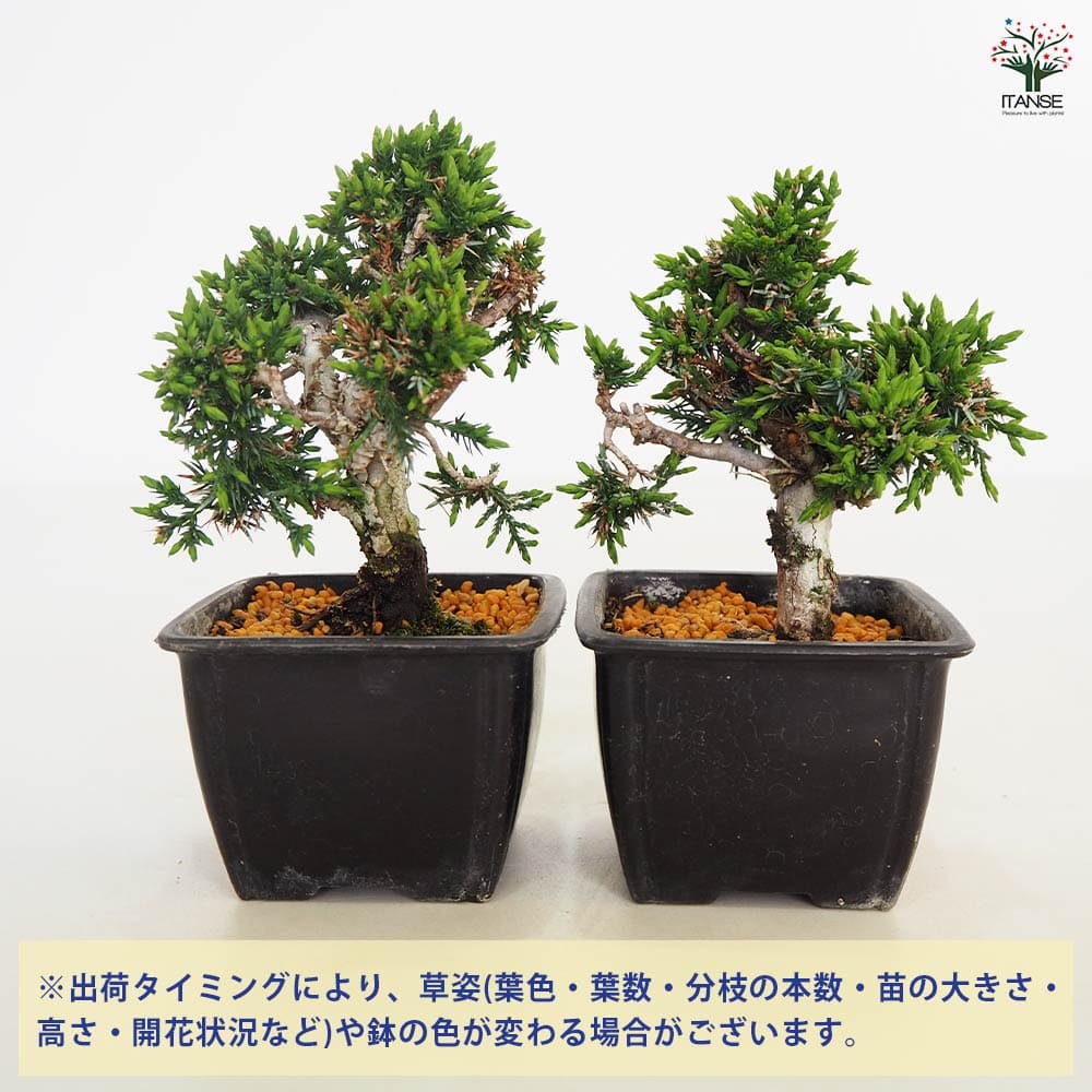 シンパク 【盆栽 3号】｜ 【植物のITANSE】全品送料無料・即出荷!