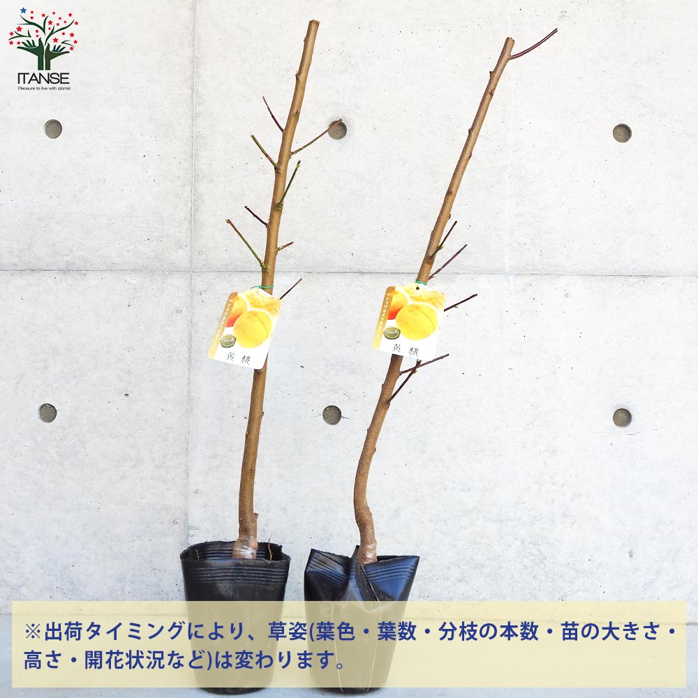 桃の苗木 黄金桃【果樹の苗木 4～5号ポット／1個売り】｜ 【植物の