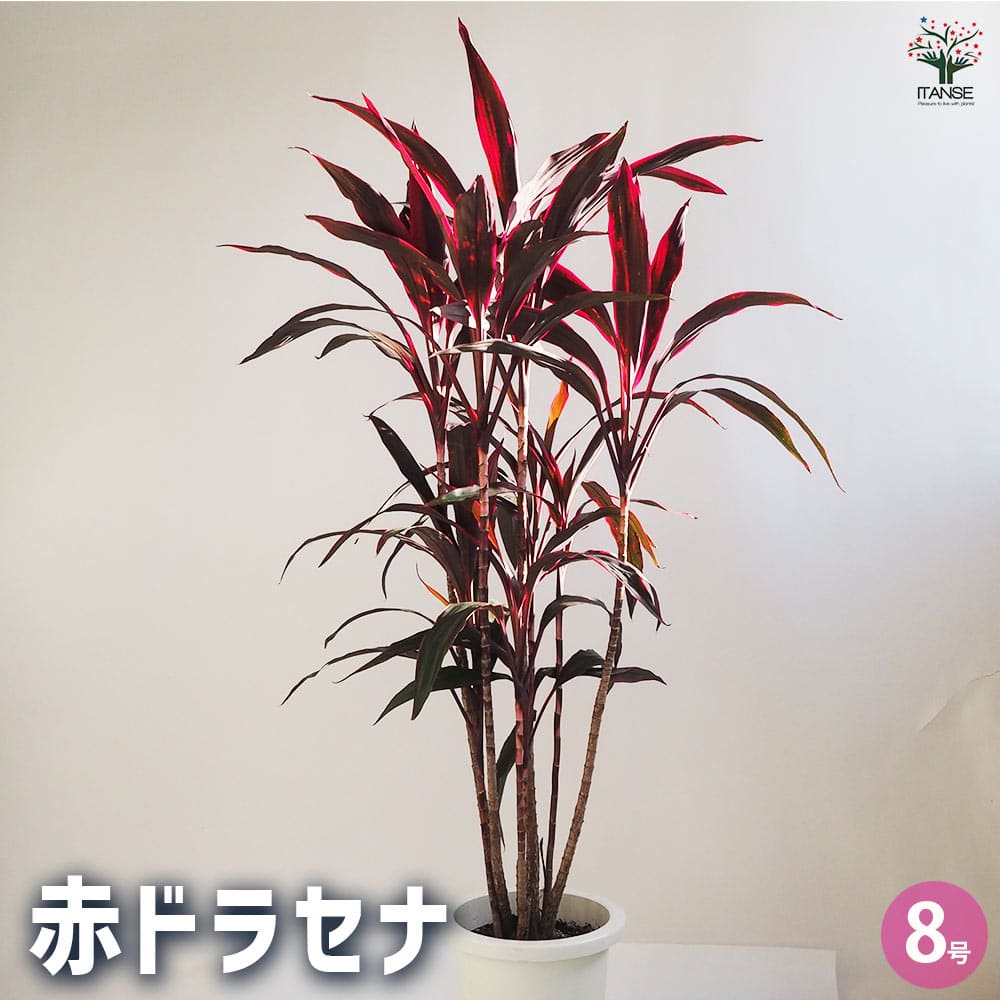 ドラセナ 赤ドラセナ 【観葉植物 8号鉢／1個売り】｜ 【植物の