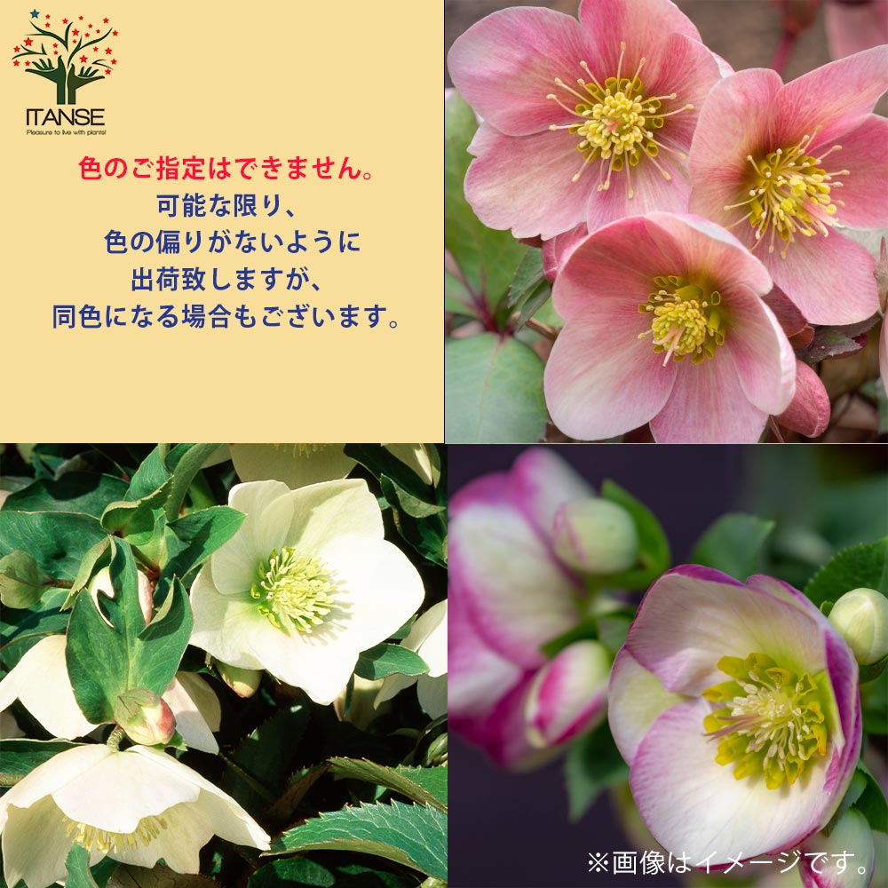 クリスマスローズ ”シングル咲き” 色ミックス見計らいセット2個