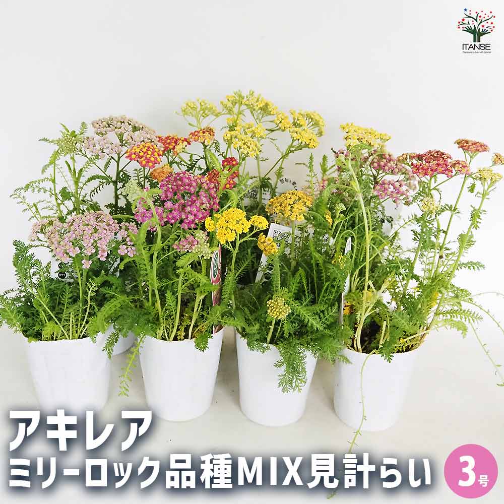 アキレア ミリーロック品種MIX見計らい 【花苗 3号】｜ 【植物の
