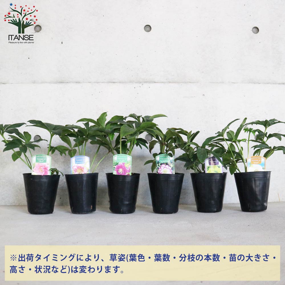 クリスマスローズ ”ダブル咲き” 色ミックス2個～【花苗 4号ポット苗