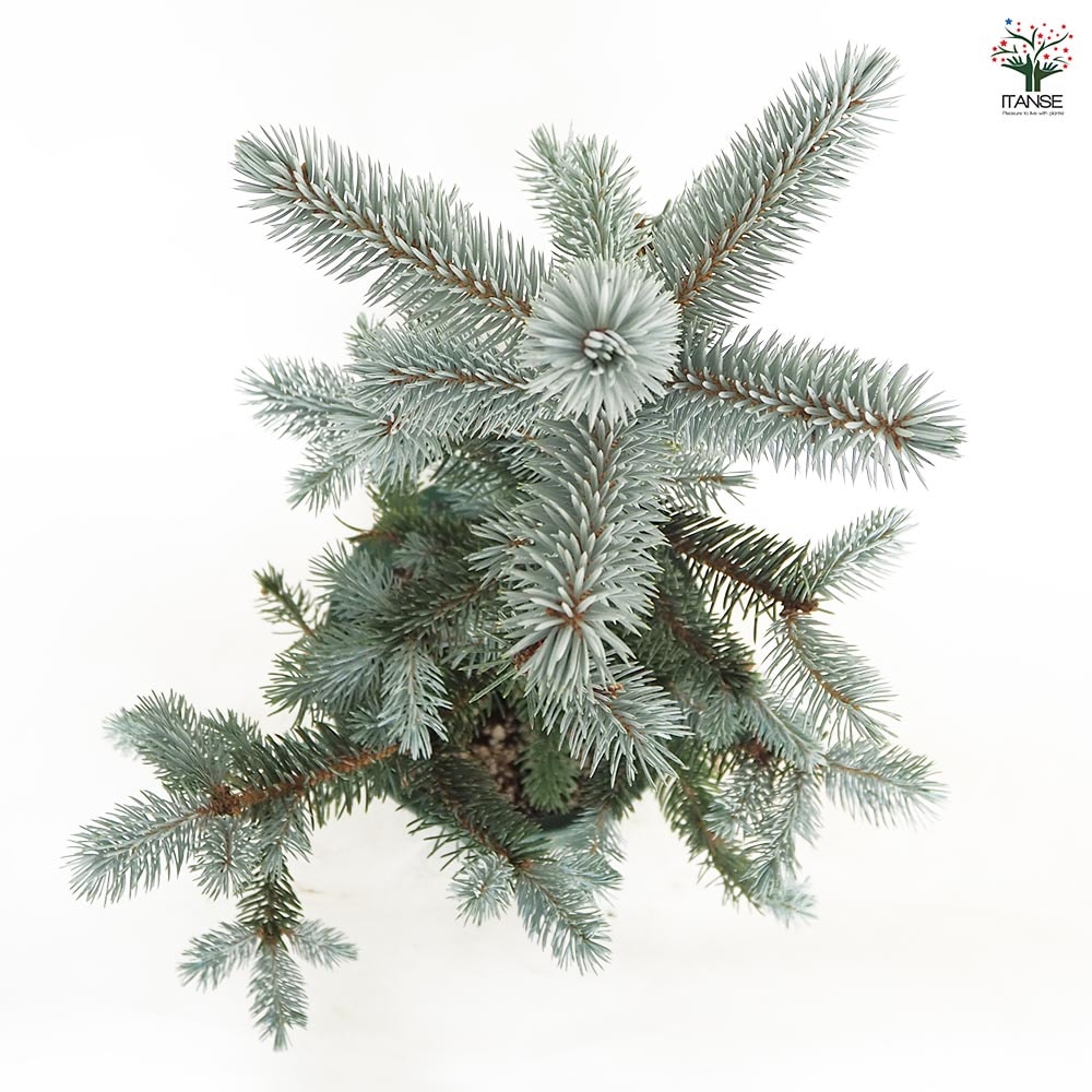 ピセア プンゲンス ホプシー 【花木苗 8号／1個売り】｜ 【植物の