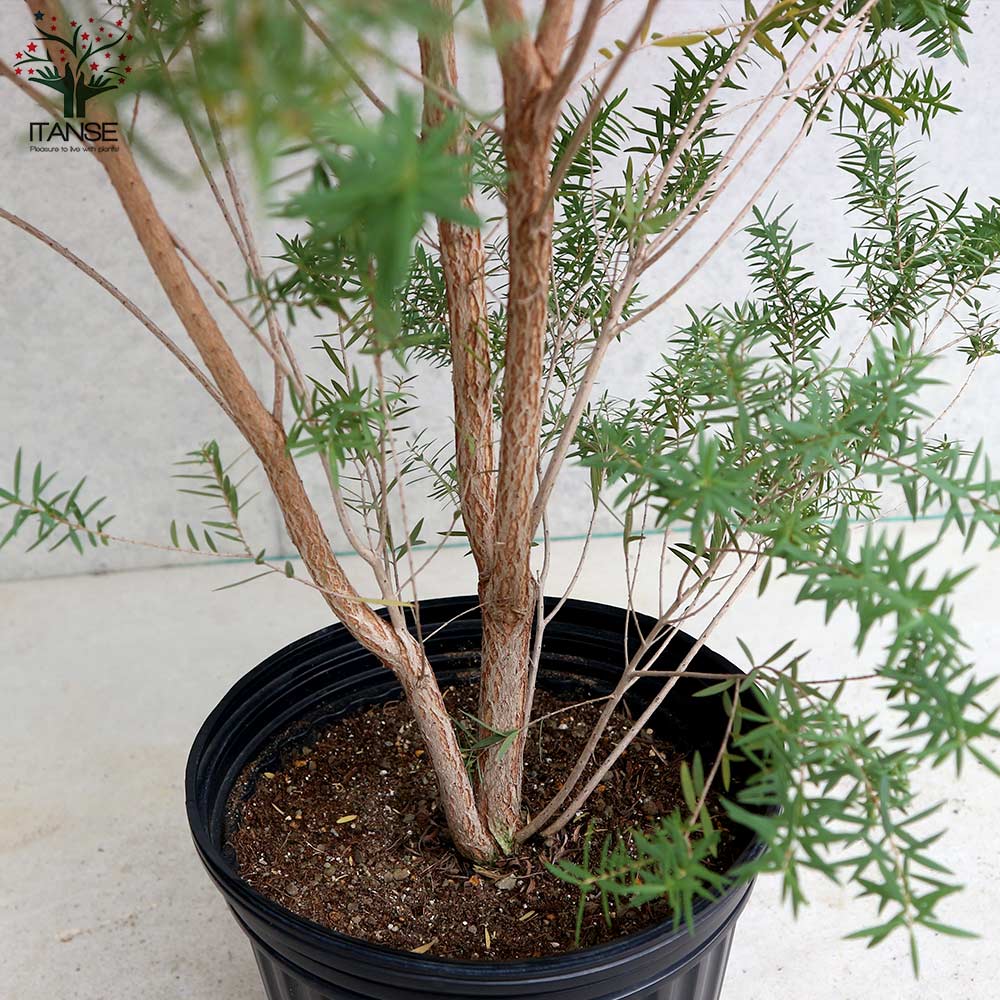 メラレウカ レッドジェム【庭木 7号／1個売り】｜ 【植物の