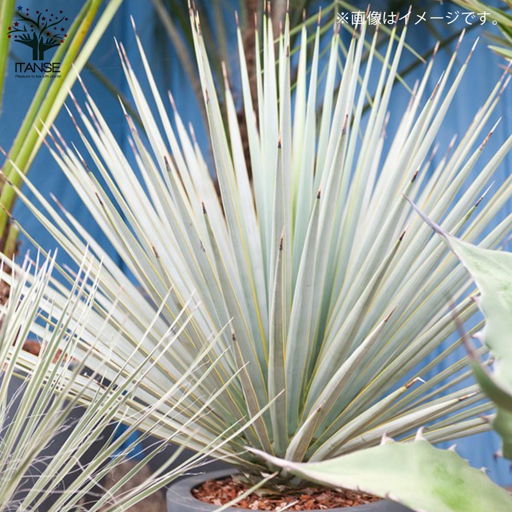 ユッカ リギダ 【観葉植物 8号プラスチック鉢：リビングやオフィス向き