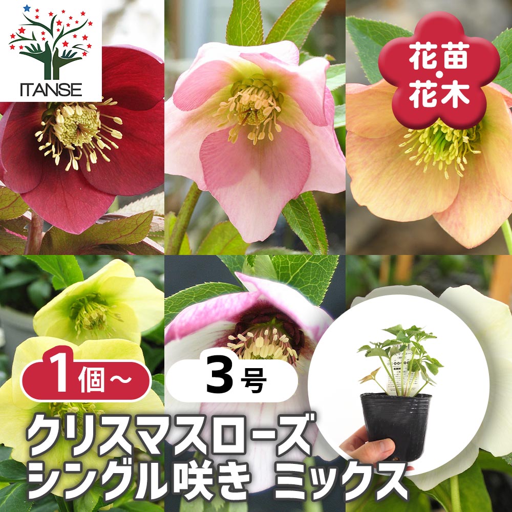 ごまたまご様ご購入苗㉖-302クリスマスローズ しずく小鞠 八重咲き