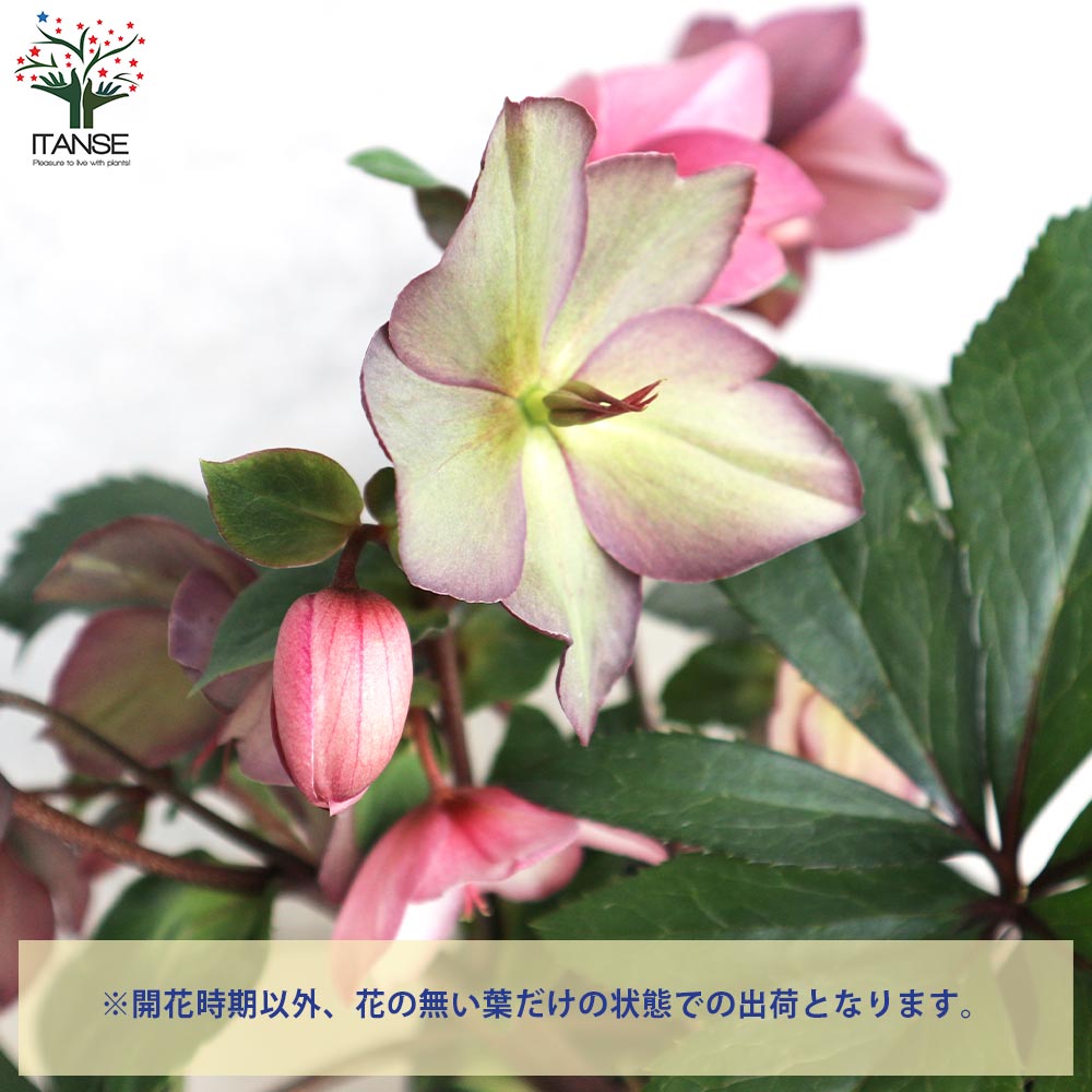 クリスマスローズ 氷の薔薇 ローズ【花苗 5号鉢／1個売り】｜ 【植物の