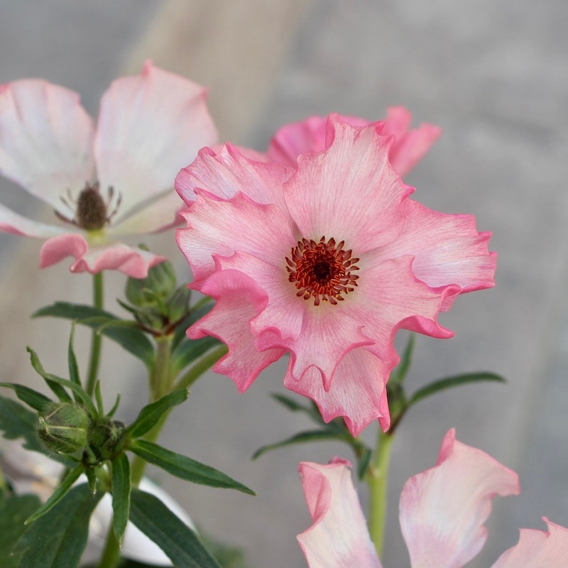 画像の現品1点限り!!【5号鉢】ラナンキュラス・ラックス「イーシス」