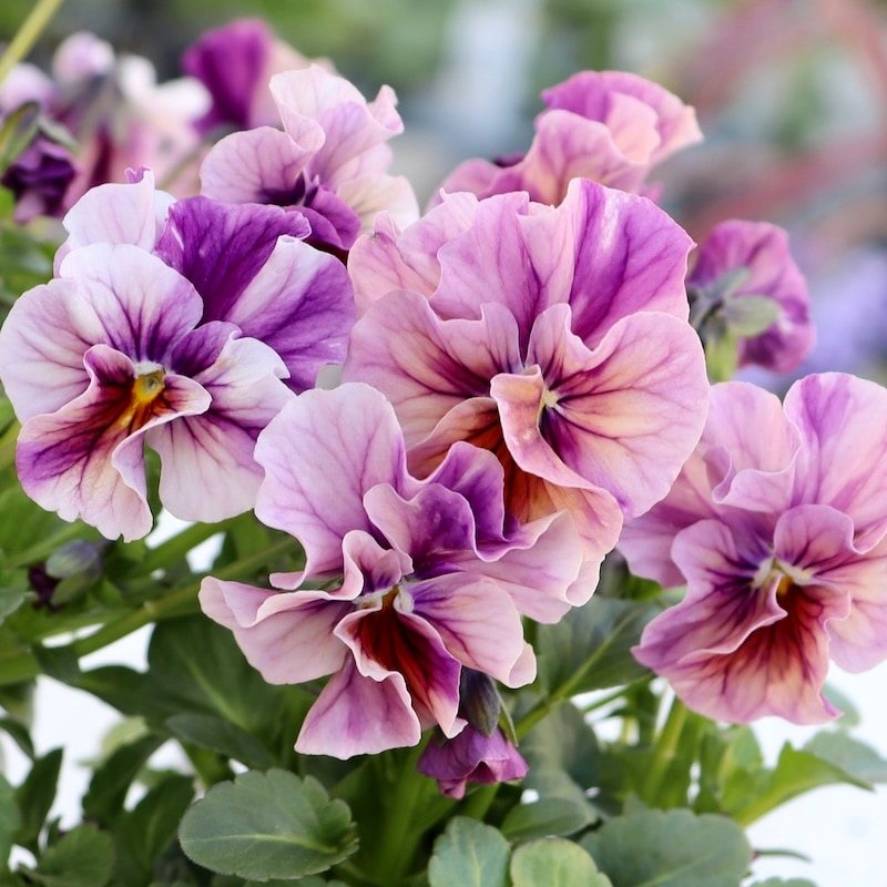 ラスト☆画像で色を選べる!!高知・植田さんのフリル咲きビオラ