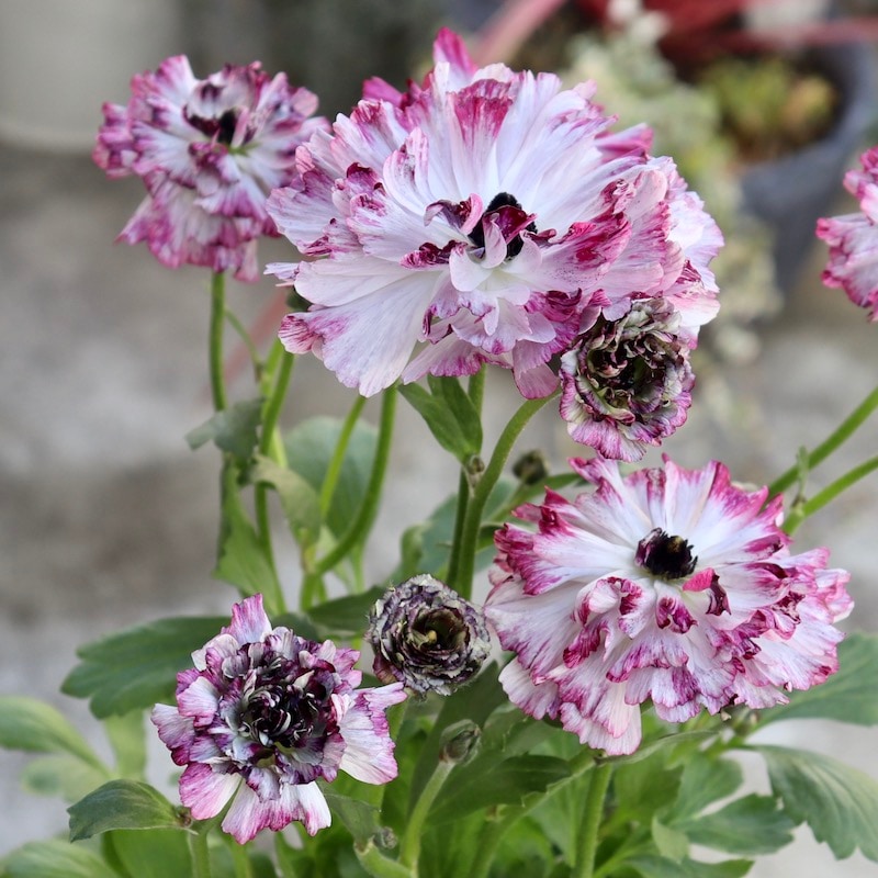 希少品☆現品1点限り!! 綾園芸さんの変わり咲きラナンキュラス