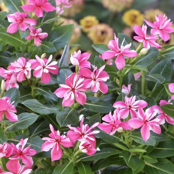 八重咲き☆北島園芸さんのビンカ(日々草)ミラシリーズ「ミラ チェリー