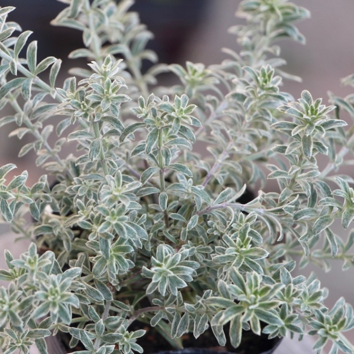 株分け可能♪ウエストリンギア「スモーキーホワイト」(オーストラリア