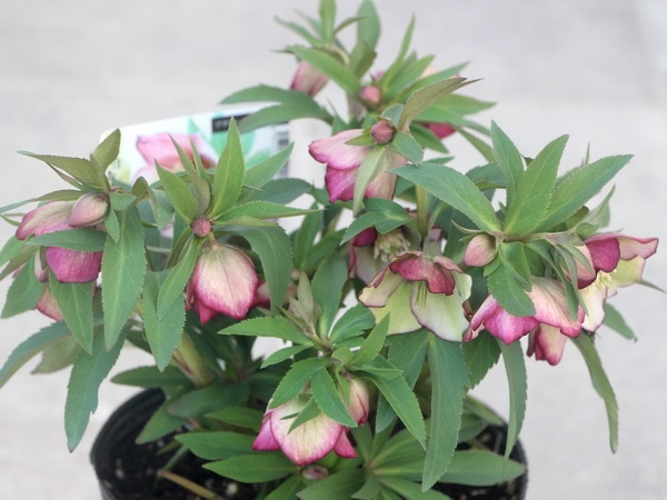 MIYABI様ご依頼品 クリスマスローズ2点 フレグランス プチドール 園芸